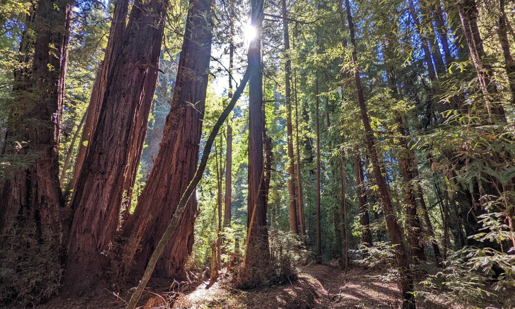 A photo of the redwood forest in Redwood Grove, Ca, at 9:00 Am on our honeymoon